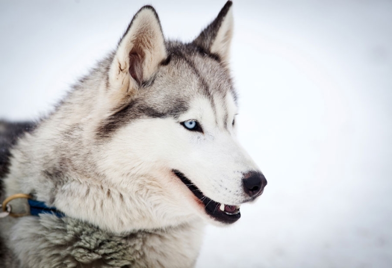 Siberian Husky